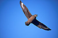 Great Skua, flight (Stercorarius skua) - Grand labbe, vol 11724