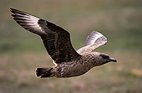 Great Skua, flight (Stercorarius skua) - Grand labbe, vol 11737