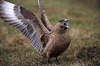 Great Skua (Stercorarius skua) - Grand labbe 11713 Great Skua (Stercorarius skua) - Grand labbe 11713