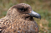 Great Skua (Stercorarius skua) - Grand labbe 11740 Great Skua (Stercorarius skua) - Grand labbe 11740