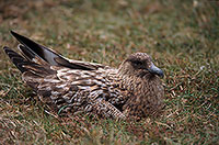 Great Skua (Stercorarius skua) - Grand labbe 11745