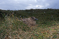 Great Skua (Stercorarius skua) - Grand labbe 11746