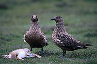 Great Skua (Stercorarius skua) - Grand labbe 11757