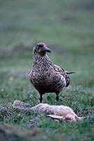 Great Skua (Stercorarius skua) - Grand labbe 11760