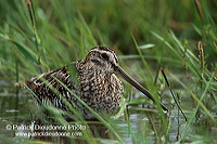 Snipe (Gallinago gallinago) - Bécassine - 17795 Snipe (Gallinago gallinago) - Bécassine - 17795