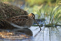 Snipe (Gallinago gallinago) - Bécassine - 17796