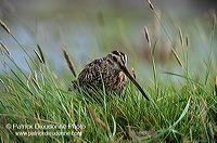 Snipe (Gallinago gallinago) - Bécassine - 17802