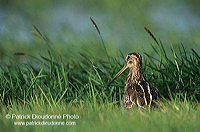 Snipe (Gallinago gallinago) - Bécassine - 17808