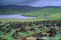 Northmavine: peat drying, Shetland - Tourbe séchant, Shetland 13614 Northmavine: peat drying, Shetland - Tourbe séchant, Shetland 13614