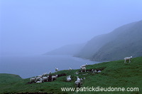 Northmavine: Ronas Voe and sheep, Shetland - Le fjord de Ronas Voe  13647