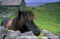 Shetland pony, Shetland - Poney des Shetland, Ecosse  13762