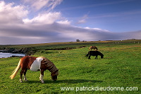 Shetland pony, Shetland - Poney des Shetland, Ecosse  13770