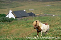 Shetland pony, Shetland - Poney des Shetland, Ecosse 13772