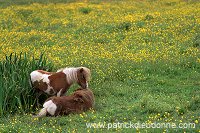 Shetland pony, Shetland - Poney des Shetland, Ecosse  13777