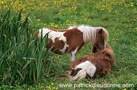Shetland pony, Shetland - Poney des Shetland, Ecosse  13778