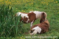 Shetland pony, Shetland - Poney des Shetland, Ecosse 13778 Shetland pony, Shetland - Poney des Shetland, Ecosse 13778