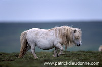 Shetland pony, Shetland - Poney des Shetland, Ecosse  13779