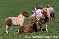 Shetland pony, Shetland - Poney des Shetland, Ecosse  13781