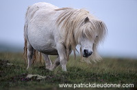 Shetland pony, Shetland - Poney des Shetland, Ecosse  13782