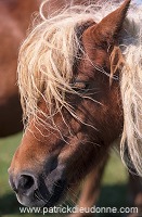 Shetland pony, Shetland - Poney des Shetland, Ecosse  13784