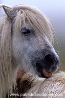 Shetland pony, Shetland - Poney des Shetland, Ecosse  13785