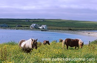 Shetland pony, Shetland - Poney des Shetland, Ecosse  13786