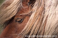 Shetland pony, Shetland - Poney des Shetland, Ecosse  13788