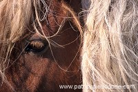 Shetland pony, Shetland - Poney des Shetland, Ecossen  13789