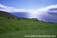 Shetland pony, Shetland - Poney des Shetland, Ecosse  13790