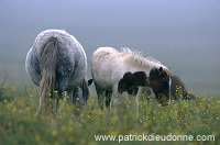 Shetland pony, Shetland - Poney des Shetland, Ecosse  13791