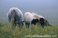 Shetland pony, Shetland - Poney des Shetland, Ecosse 13791 Shetland pony, Shetland - Poney des Shetland, Ecosse 13791