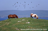 Shetland pony, Shetland - Poney des Shetland, Ecosse  13792