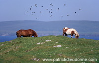Shetland pony, Shetland - Poney des Shetland, Ecosse 13792 Shetland pony, Shetland - Poney des Shetland, Ecosse 13792