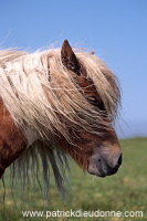 Shetland pony, Shetland - Poney des Shetland, Ecosse  13793