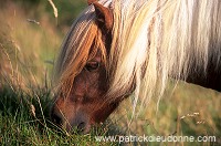 Shetland pony, Shetland - Poney des Shetland, Ecosse 13794 Shetland pony, Shetland - Poney des Shetland, Ecosse 13794