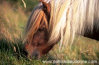 Shetland pony, Shetland - Poney des Shetland, Ecosse  13794