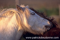 Shetland pony, Shetland - Poney des Shetland, Ecosse 13796