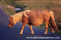 Shetland pony, Shetland - Poney des Shetland, Ecosse  13798