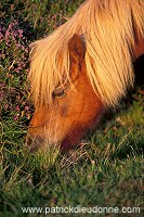 Shetland pony, Shetland - Poney des Shetland, Ecosse  13799