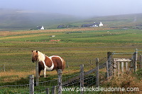 Shetland pony, Shetland - Poney des Shetland, Ecosse  13803