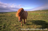 Shetland pony, Shetland - Poney des Shetland, Ecosse  13804