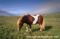 Shetland pony, Shetland - Poney des Shetland, Ecosse  13806