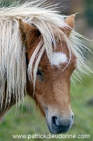 Shetland pony, Shetland - Poney des Shetland, Ecosse