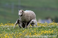 Shetland sheep, Shetland, Scotland -  Mouton, Shetland  13868