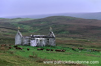 Shetland sheep, Mainland, Shetland, Scotland -  Mouton, Shetland  13874