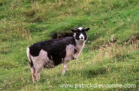 Shetland sheep, Shetland, Scotland -  Mouton, Shetland  13881