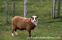Shetland sheep, Shetland, Scotland -  Mouton, Shetland  13887