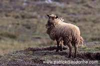 Shetland sheep, Shetland, Scotland -  Mouton, Shetland  13888
