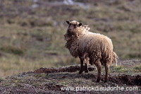 Shetland sheep, Shetland, Scotland - Mouton, Shetland 13888 Shetland sheep, Shetland, Scotland - Mouton, Shetland 13888