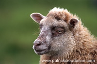 Shetland sheep, Shetland, Scotland -  Mouton, Shetland  13890